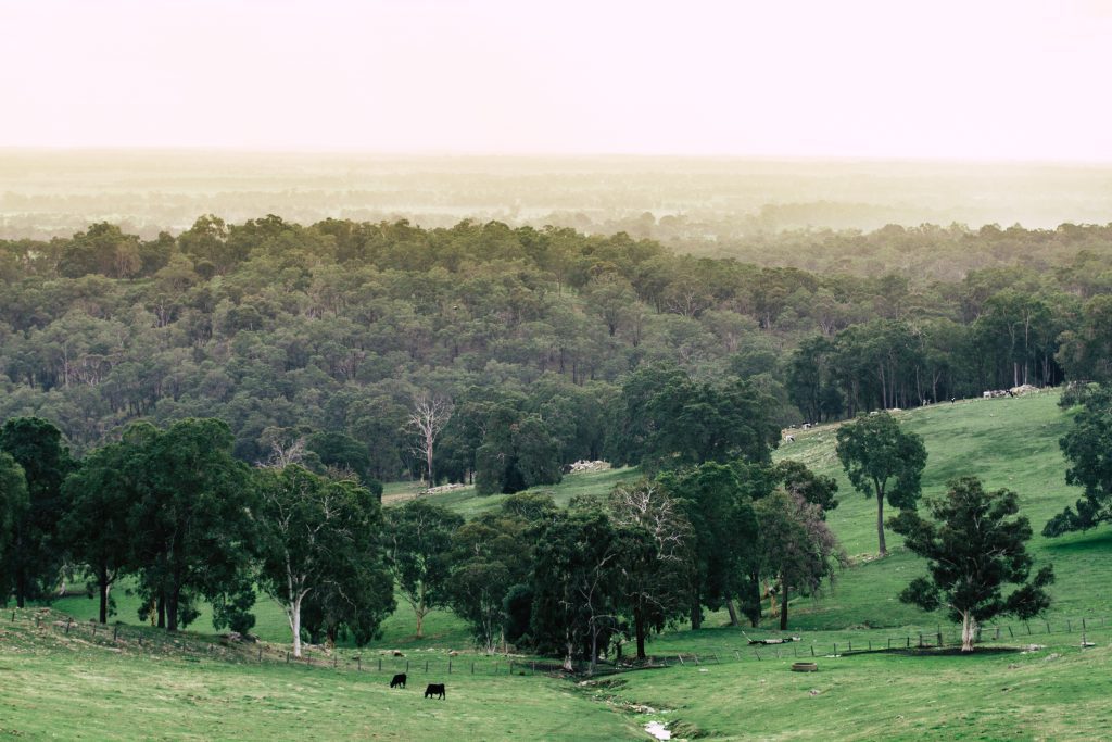 Cows grazing in the Harvey Hills in Visit Bunbury Geographe