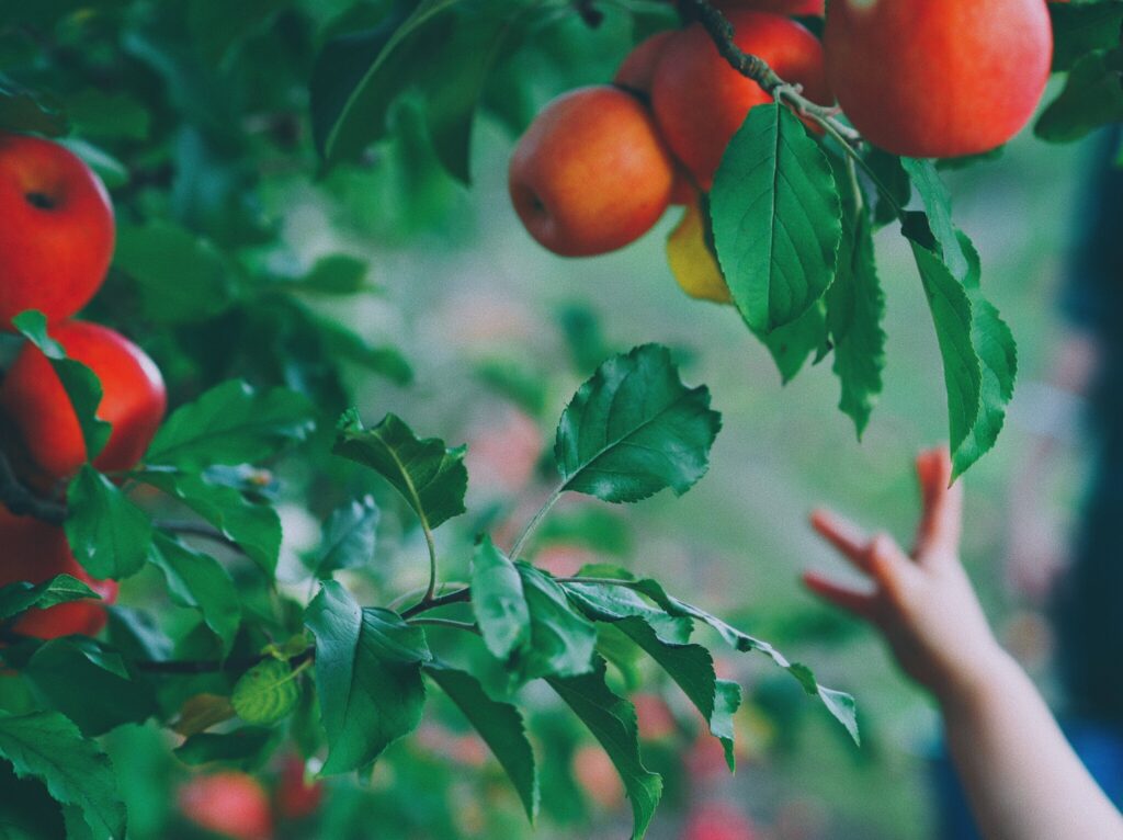 Picking Donnybrook Apples in Visit Bunbury Geographe
