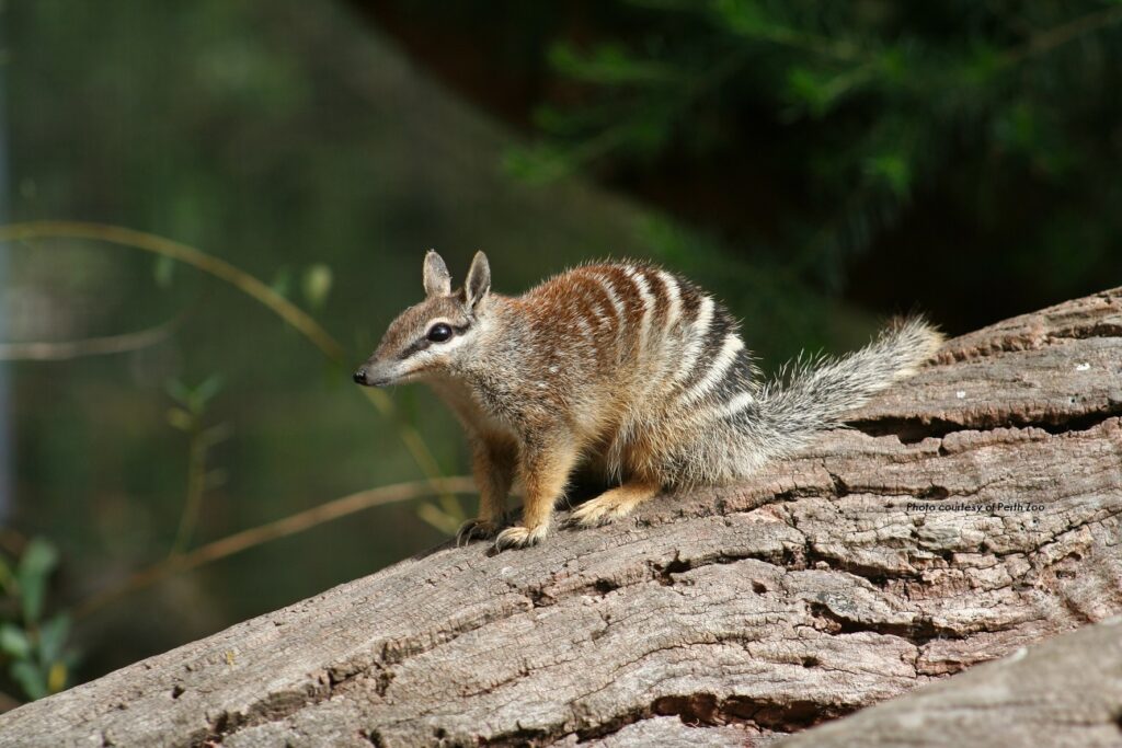 NUMBATS.jpg