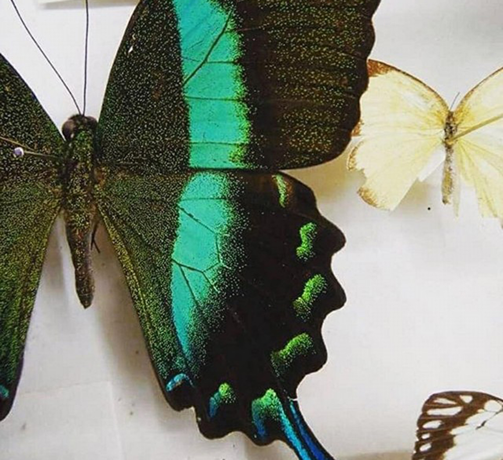 The Carnaby collection of beetles and butterflies in Boyup Brook