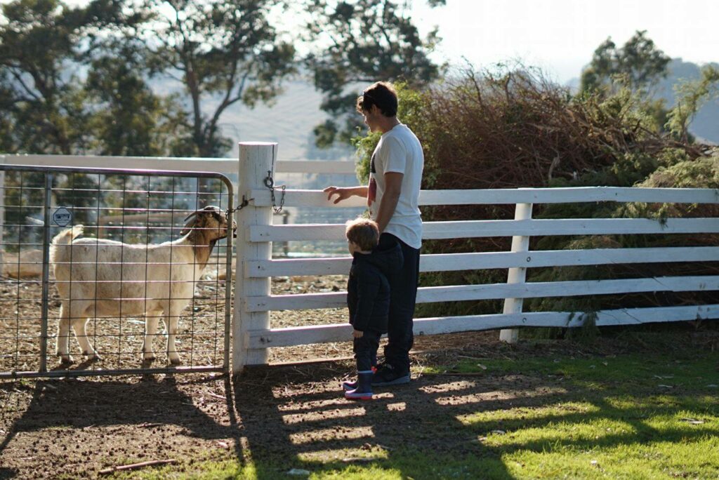 Ferguson Farmstay animals