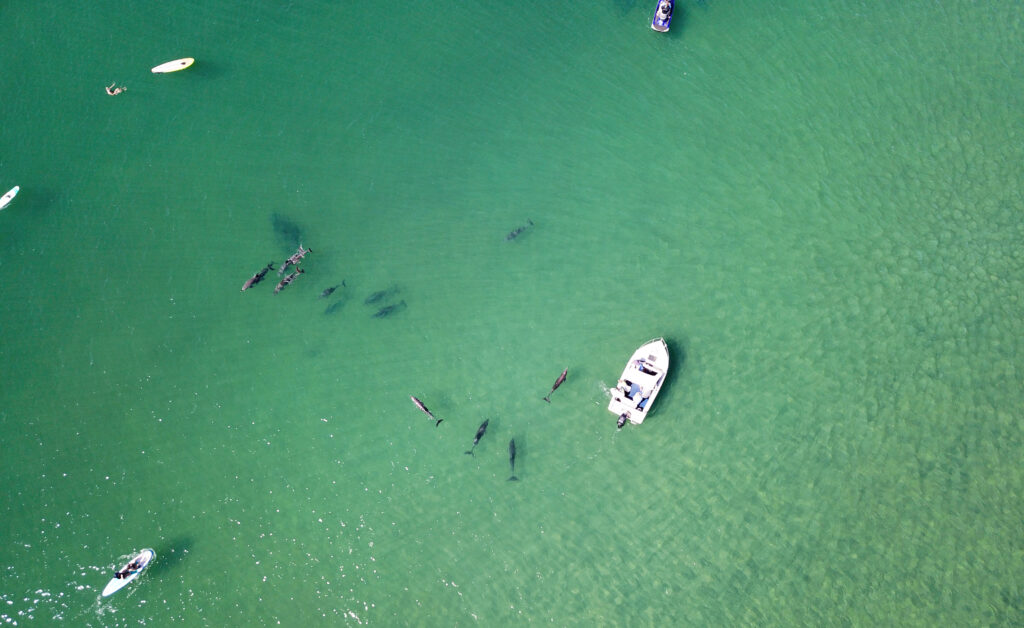 Wildlife  – The Big 5