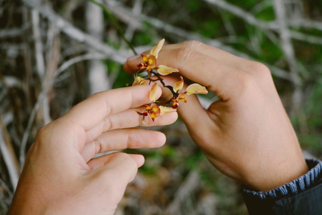 Best Places to Find Wildflowers